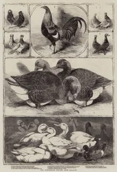 Die Birmingham Geflügelschau